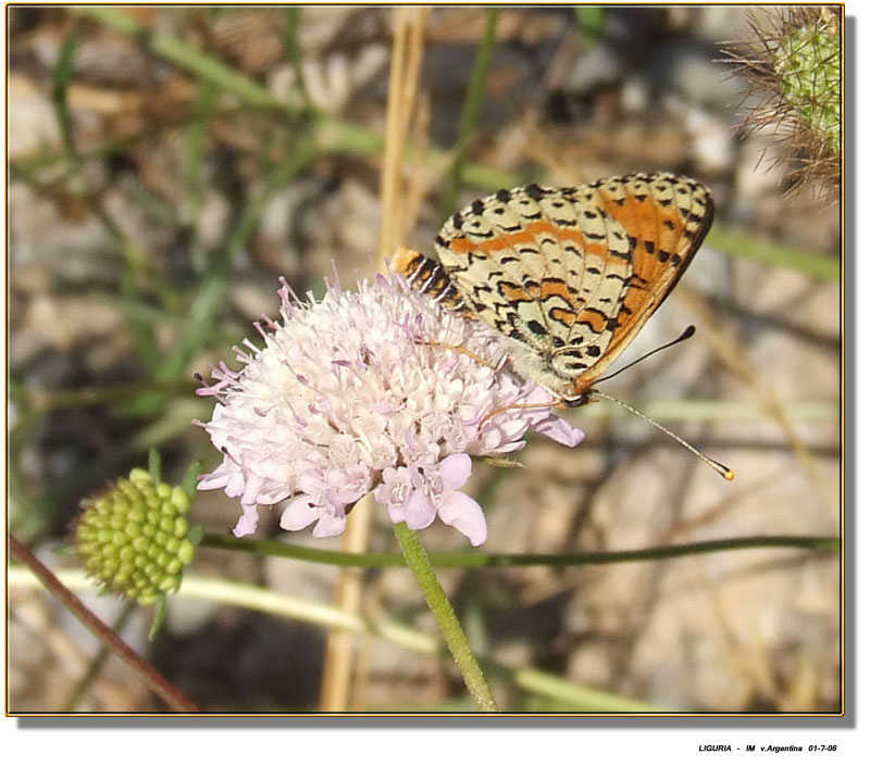 Melitaea didyma e M. cinxia